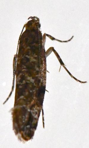 Acrolepia autumnitella